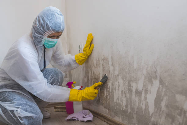 Best HVAC Mold Remediation in Mather, CA
