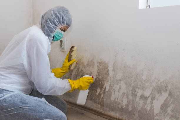 Best Mold Testing and Inspection Services in Mather, CA