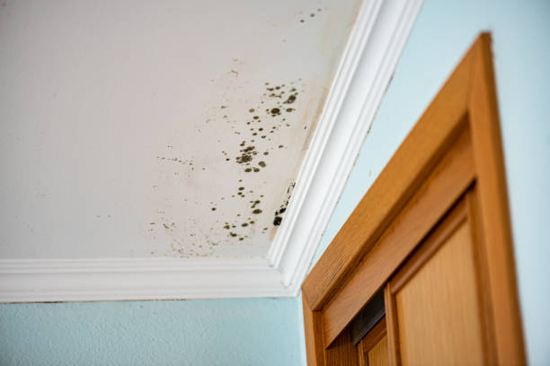 Best Mold Remediation for Schools in Mather, CA
